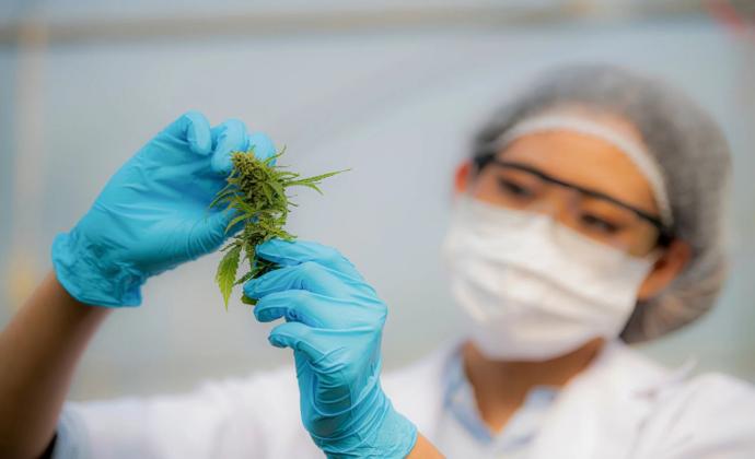 Medical Cannabis Farm – Canada